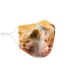 Lovely Selkirk Rex Print Face Mask